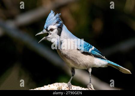 Close Up Blue Jay (Cyanocitta cristata), der auf einem Birkenzweig im Chippewa National Forest im Norden von Minnesota, USA, thront Stockfoto