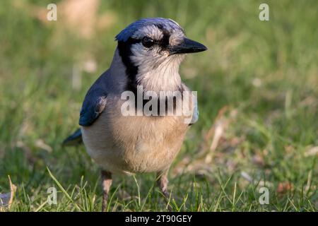 Close up Blue Jay (Cyanocitta cristata) auf dem Sommergelände im Chippewa National Forest im Norden von Minnesota, USA Stockfoto