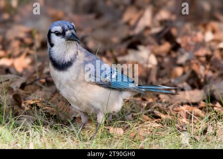 Close up Blue Jay (Cyanocitta cristata) auf der Suche auf dem Herbstgrund im Chippewa National Forest im Norden von Minnesota USA Stockfoto