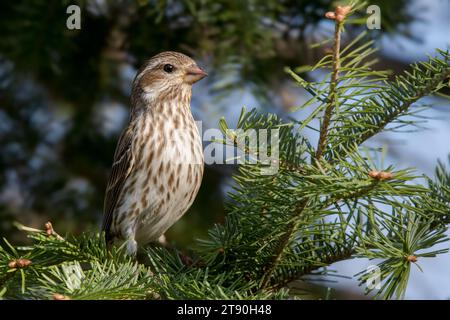 Nahaufnahme weiblicher Purple Finch (Haemorhous purpureus), der in weißen Fichtenzweigen im Chippewa National Forest im Norden von Minnesota, USA, thront Stockfoto