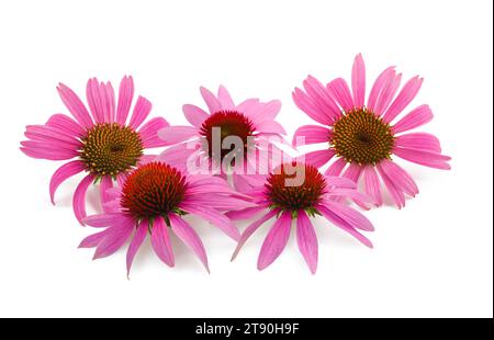 Echinacea-Blütengruppe isoliert auf weißem Hintergrund Stockfoto