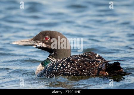 Schöner junger Loon (Gavia immer) schwimmt im Sommer im Chippewa National Forest im Norden von Minnesota, USA Stockfoto