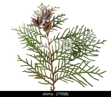 Chinesische Thuja mit Zapfen isoliert auf weiß Stockfoto