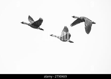 Gebänderte nene oder hawaiianische Gänse, Branta sandvicensis ( endemische Spezies ), die weltweit seltenste Gänse, fliegt; oberes Waiakea Forest Reserve, Hawaii Island Stockfoto