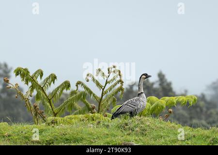 nene oder hawaiianische Gans, Branta sandvicensis ( endemische Spezies ), die seltenste Gans der Welt, oberes Waiakea Forest Reserve, Hawaii Island ( Big Island) USA Stockfoto