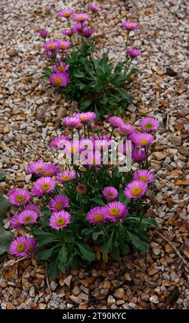 Nahaufnahme der rosafarbenen Blüten der sommerblühenden mehrjährigen Gartenpflanze erigeron glaucus Sea Breeze pink. Stockfoto