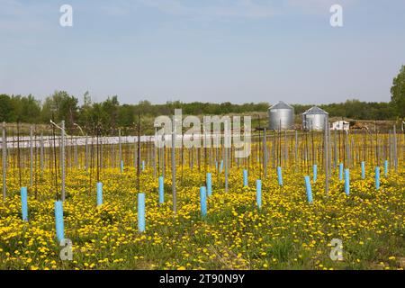 Reihen junger Malus domestica - Apfelbäume, die im Frühjahr in Quebec, Kanada, mit Pfählen und blauen Plastikhüllen vor Wind und kaltem Wetter geschützt sind. Stockfoto