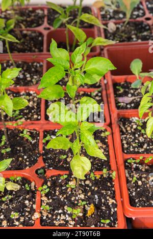 Capsicum – Pfefferkeimlinge, die in Terrakotta-Kunststoffschalen wachsen. Stockfoto