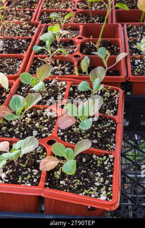 Brassica oleracea - Brokkoli-Setzlinge, die in Terrakotta-Kunststoffschalen wachsen. Stockfoto