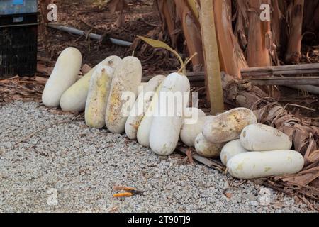 Infrarotbild gemahlener Wintermelonengemüse. Stockfoto