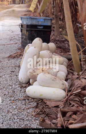 Infrarotbild gemahlener Wintermelonengemüse. Stockfoto