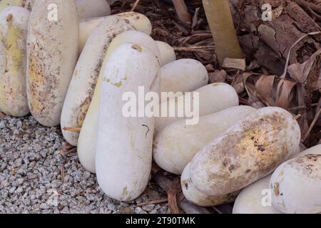 Infrarotbild gemahlener Wintermelonengemüse. Stockfoto