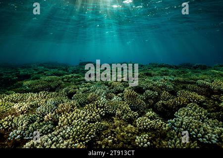 Korallenriff der Mayotte Lagune bei Sonnenuntergang Stockfoto