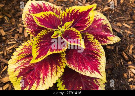 Rotes, grünes und gelbes Solenostemon - Coleus in Mulchrand im Sommer. Stockfoto