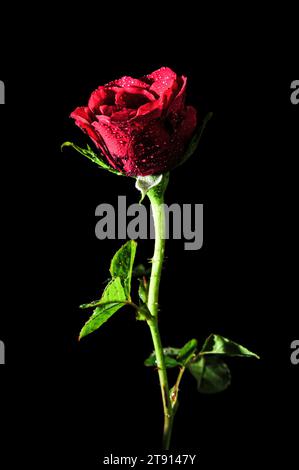 Rote Rosen auf schwarzem Hintergrund, bedeckt mit Tautropfen Stockfoto