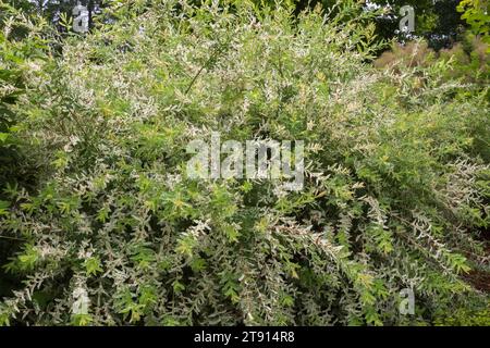 Salix Integra „Hakuro Nishiki“ - Weidenstrauch im Sommer. Stockfoto