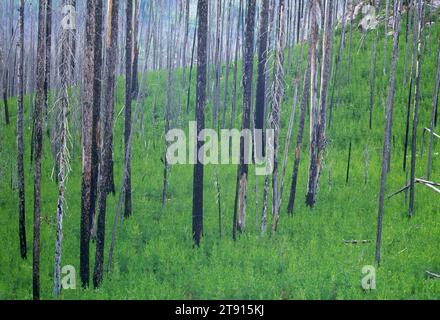 Regenerierender Wald im Tower Fire Area, Blue Mountain National Scenic Byway, Umatilla National Forest, Oregon Stockfoto