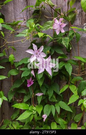 Mauve blühende Clematis - der Bart des Alten Mannes wächst im Sommer auf Holzdielen. Stockfoto