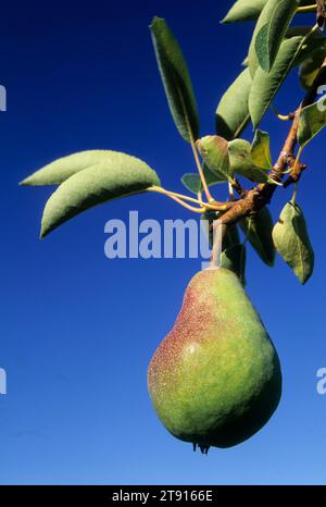 Bartlett Pear, Hood River Valley, Oregon Stockfoto