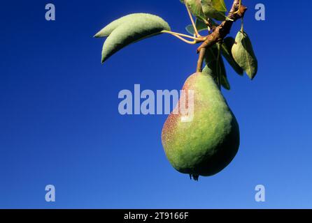 Bartlett Pear, Hood River Valley, Oregon Stockfoto