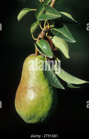 Bartlett Pear, Hood River Valley, Oregon Stockfoto