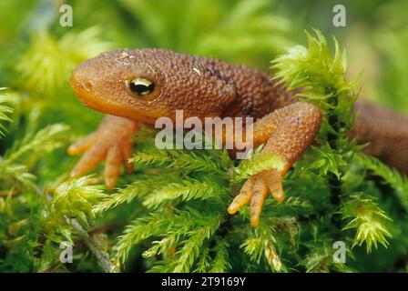 Rauchhäutiger Molch (Taricha granulosa), Alsea Falls Recreation Site, Oregon Stockfoto