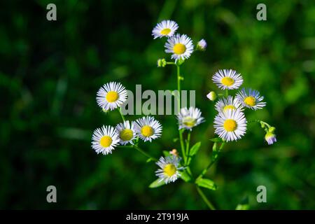 Viele kleine Blüten mit kleinen weißen Blüten am Stiel auf grünem Hintergrund. Natürliche Kulisse, Natur Hintergrund. Stockfoto
