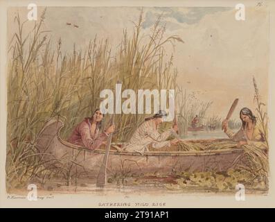 Gathering Wild Rice, 1849–1855, Seth Eastman, Amerikanisch, 1808–1875, 1/4 x 3/4 Zoll (15,88 x 22,23 cm) (Bild)9 11/16 x 12 3/4 Zoll (24,61 x 32,39 cm) (Blatt), Watercolor, USA, 19. Jahrhundert, dies ist das erste bekannte Bild eines nicht-indianischen Künstlers, in dem Menschen die stolzeste heißeste Zutat von Minnesota ernten. Das Birkenrindenkanu weist darauf hin, dass es sich bei diesen Frauen wahrscheinlich um Anishinaabe (Ojibwe) handelt; Dakota-Leute schnitzten Kanus aus Baumstämmen. Eine Frau hält das Kanu fest, während die anderen die Stangen über die Kanone beugen und die Samen sanft mit Paddeln freigeben. Das Wildkorn wird dann gesammelt Stockfoto