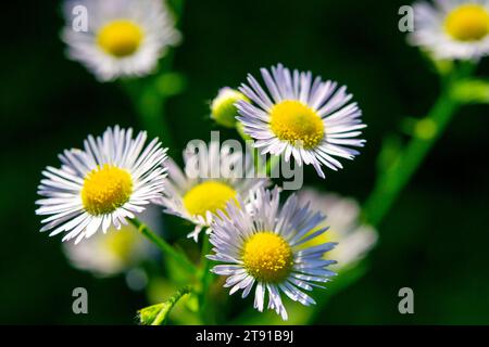 Viele kleine Blüten mit kleinen weißen Blüten, gelbe Stamen auf grünem Stamm auf grünem Hintergrund. Naturhintergrund. Naturkulisse Stockfoto