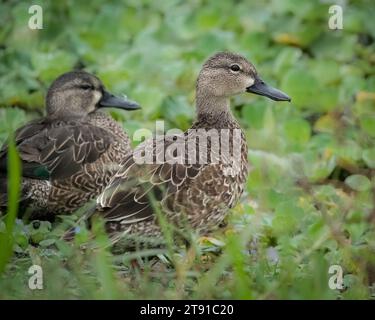 Zwei blaugeflügelte Petrol ruhen in einem Feuchtgebiet. Stockfoto