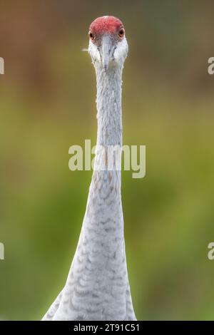 Eine Nahaufnahme eines Sandhügelkrans Stockfoto