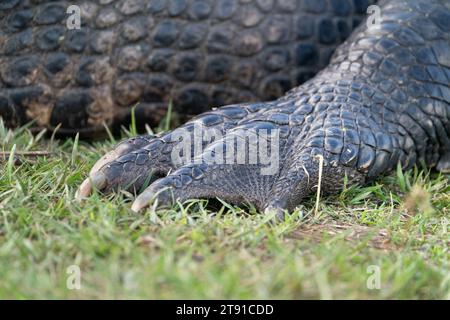Der Fuß eines riesigen amerikanischen Alligators in Polk County, Florida. Stockfoto