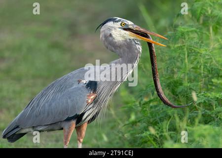 Ein großer blauer Reiher, der einen Sumpfaal isst. Stockfoto