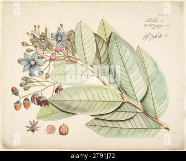 Adamboe, aus Hortus indicus Malebaricus (Band 4), 1678–1703, Hendrik Adriaan van Rheede tot Drakenstein; Herausgeber: Joannis van Someren und Joannis van Dyke, Niederländisch, 1636–1691, 13 1/2 x 17 1/4 in. (34,29 x 43,82 cm) (Bild)16 x 19 3/4 Zoll (40,64 x 50,17 cm) (Blatt), handkolorierter Stich, Niederlande, 17.-18. Jahrhundert Stockfoto