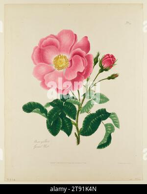 Rosa gallica (Gallic Rose), 1798, Mary Lawrence; Etcher: Mary Lawrence; Herausgeber: Mary Lawrence, britisch, aktiv 1790 - 1831, 13 x 11 Zoll (33,02 x 27,94 cm) (Platte), handkolorierte Ätzung und Stippelstich, England, 18. Jahrhundert Stockfoto