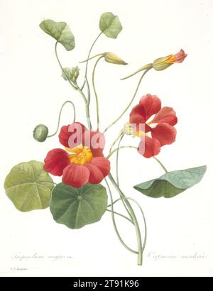 Tropaeolum majus (Garden Nasturtium), 1827, nach Pierre-Joseph Redouté, Französisch, Flämisch (aktives Frankreich), 1759–1840, 10 1/2 x 8 1/4 Zoll (26,67 x 20,96 cm) (Platte), Farbstippelstich mit handkolorierter Färbung, Frankreich, 19. Jahrhundert Stockfoto