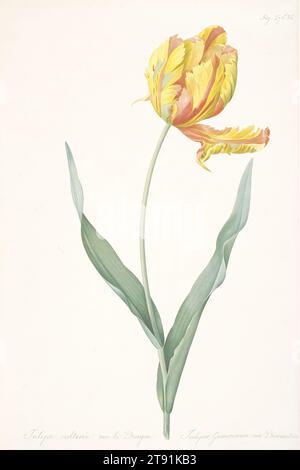 Tulipa gesneriana var. Dracontia (Papageientüppe), 1816, nach Pierre-Joseph Redouté, Französisch, Flämisch (aktives Frankreich), 1759–1840, 19 1/2 x 12 7/8 Zoll (49,53 x 32,7 cm) (Platte), Stipple-Gravur, farbig gedruckt und handkoloriert, Frankreich, 19. Jahrhundert, Pierre-Joseph Redoutés phänomenale Kunst als botanischer Illustrator wurde deutlich durch seine Fähigkeit als Diplomat gleichgesetzt, denn er genoss die Schirmherrschaft von Marie Antoinette und Josephine Bonaparte. Viele der in Les Liliacées gezeigten Lilien wurden in Josephines großem Gewächshaus angebaut, das von zwölf Kohleöfen beheizt wurde Stockfoto