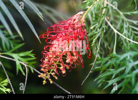 Grevillea Mason’s Hybrid wurde auch als Kentlyn und Ned Kelly Close Up bezeichnet Stockfoto