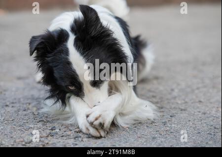Border Collie Dog, der draußen Scham treibt. Stockfoto