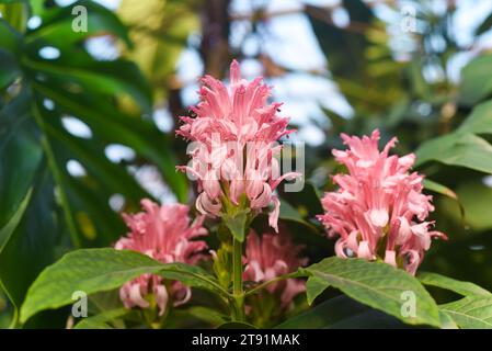 Justicia carnea, die brasilianische Federn-, Brasilianische Federn-, Flamingoblumen- oder Jacobinia-Pflanzen-Blüten, die in einem botanischen Garten wachsen, aus nächster Nähe Stockfoto