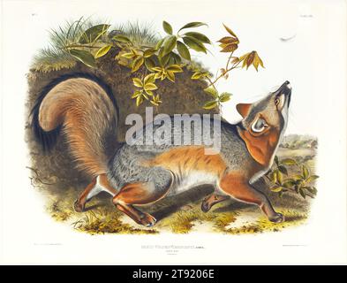 Grey Fox, 1845, nach John James Audubon; Lithograph: John T. Bowen; Drucker: John T. Bowen, amerikanischer (* Saint-Domingue, heute Haiti), amerikanischer (* Saint-Domingue, heute Haiti); 1785-1851, 19 1/2 x 23 1/2 Zoll (49,53 x 59,69 cm) (Bild), handkolorierte Lithographie, USA, 19. Jahrhundert Stockfoto