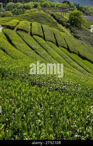 Sprossen- und Teeplantage Stockfoto