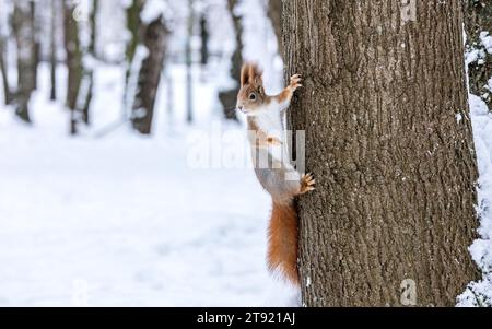 Flauschiges rotes Eichhörnchen sitzt auf Baumstamm und sucht nach Nahrung Stockfoto