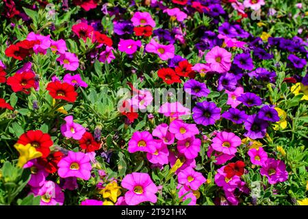 Große Gruppe von leuchtend rosa, gelben und violetten Petunia axillaris zarten Blüten und grünen Blättern in einem Gartentopf an einem sonnigen Sommertag Stockfoto