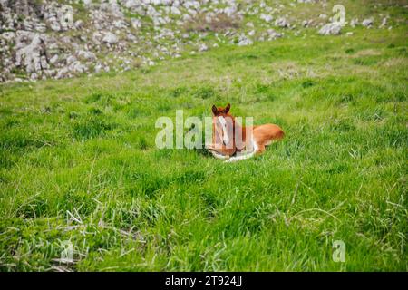 Junger Pferdehengst liegend im grünen Gras Stockfoto