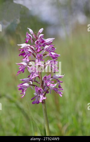 Orchis militaris (Orchis militaris), Blütenstand, Rheinland-Pfalz, Deutschland Stockfoto