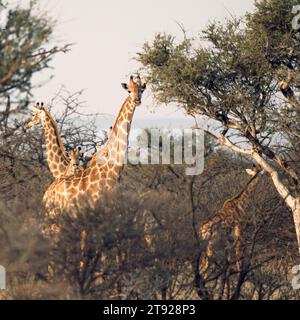 Giraffen, Limpopo, Südafrika Stockfoto