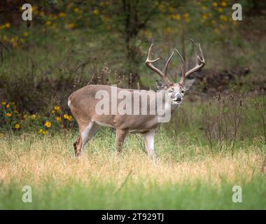 Weißschwanzhirsch, ein Bock, in den Herbstwäldern, während der Brunfensaison in Texas. Stockfoto