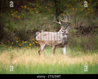 Weißschwanzhirsch, ein Bock, in den Herbstwäldern, während der Brunfensaison in Texas. Stockfoto