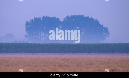 Zwei große Bäume vor Sonnenaufgang in Nordfrankreich, nebeliger Morgen im Sommer Stockfoto